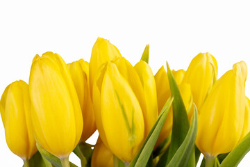 Gorgeous bright yellow tulips with green leaves, isolated on white background, spring minimalistic card.