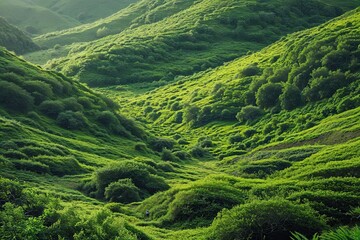 Beautiful Wild Landscape with Abundant Green Vegetation and Textures