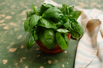 Wooden bowl with fresh green basil leaves on color background