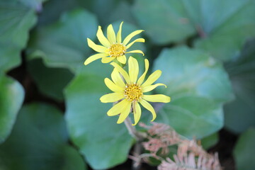 Image of cotton-butter flowers blooming on the Daecheongcheon trail