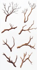 Fototapeta premium Collection of Detailed Dry Branches