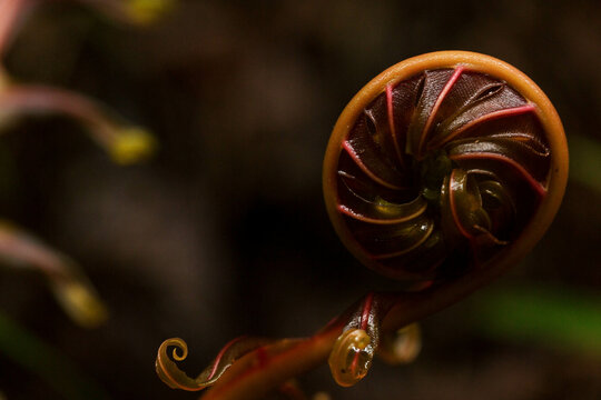 Broto de samambaia em forma de caracol. Planta encontrada no solo da Mata Atl&acirc;ntica Brasileira. 