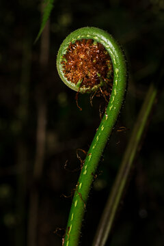 Broto de samambaia enrolado em forma de caracol. 