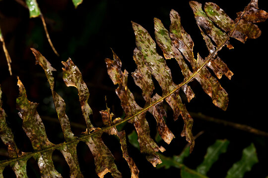 Folhas secas e verdes de plantas nativas de floresta tropical brasileira. 