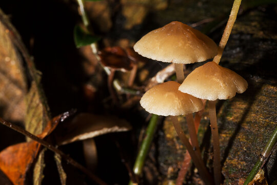 Cogumelos, folhas secas e h&uacute;midas no solo da Mata Atl&acirc;ntica Brasileira.  