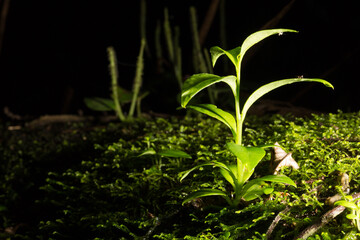 Planta brotando do musgo da Mata Atlântica. 