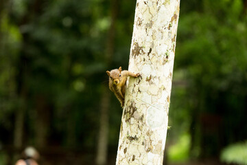 Esquilo com pelo de cor marrom subindo em árvore.