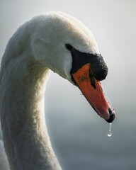 Close-up of a swan with a droplet on its beak