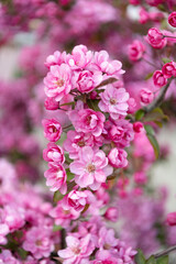 beautiful floral sakura blossom. floral sakura blooming on branch. photo of floral sakura bloom