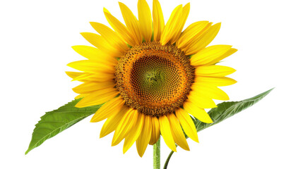 Fototapeta premium Sunflower blooming with transparent background showing its yellow petals and green leaves