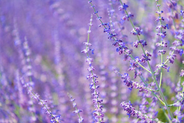 Field of lavender. Lavender flower in summer. France Provence field. Purple lavender bloom in nature. Composition of nature. Summer blooming flower. Blooming flower field. Summer nature