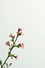 delicate branches with small flowers and greenery against a white background, small flowers, branch, colors