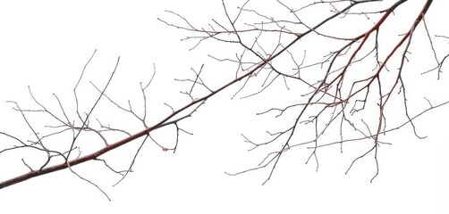 Obraz premium Delicate, intertwined bare branches against a stark white backdrop, graphic, frost