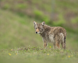 Coyote (Canis latrans) - Point Reyes National Seashore, Northern California, North America 