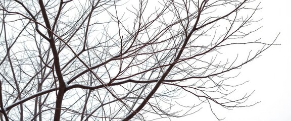 Intricate bare branches, stark white background, winter feel, background, winter branches
