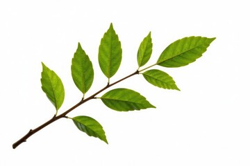 Fototapeta premium Single isolated branch on white background with subtle texture, nature, isolation, wood