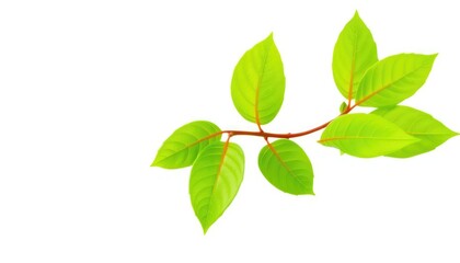 Fototapeta premium Single vibrant green plant, isolated on pure white background, close-up, flora