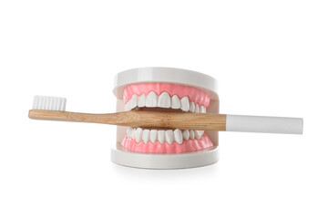 Model of jaw with toothbrush isolated on white background, closeup