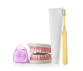Model of jaw, dental floss, toothpaste and toothbrush isolated on white background