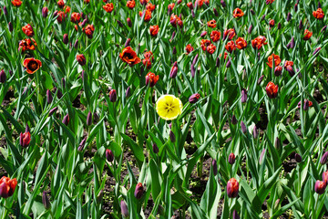 A Beautiful Yellow Tulip is offset against the greens of the stems and flame orange tulips at the...