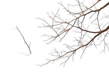 Obraz premium Bare branches, intricate network, isolated on pure white backdrop, arbor, bough