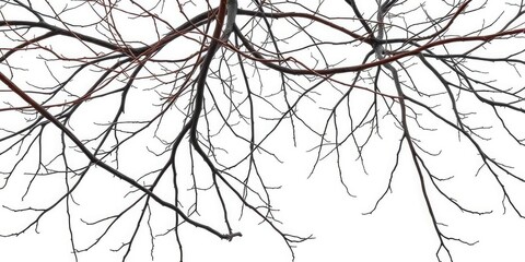 Obraz premium Bare, intertwined branches against a stark white backdrop, stock photo, isolated