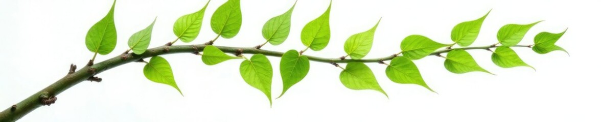 Obraz premium Long curved branch with green leaves hanging from it isolated on white background, hanging leaves, wood texture