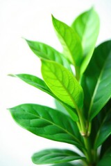 Fototapeta premium lush green leaves isolated on white background, plant, green