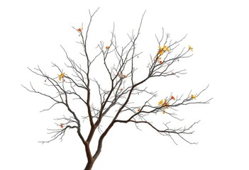 Obraz premium Single deciduous tree, stark branches against pure white, single, stock photo