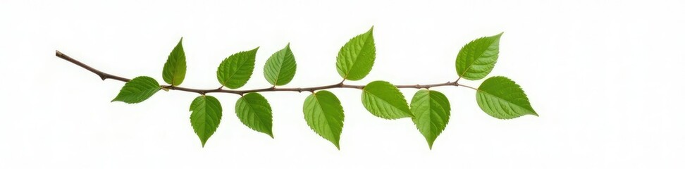 Naklejka premium Single isolated branch with leaves on white background, green, simplicity