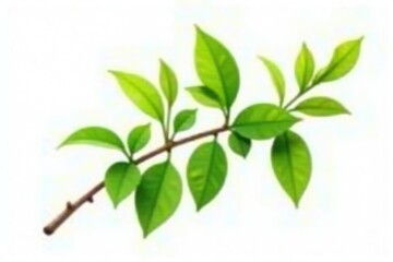 Single isolated branch with green leaves on white background, nature, twig, isolation