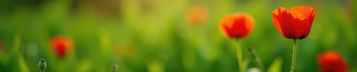 Fototapeta premium Small green leaves and stems forming the shape of a single red poppy, red poppy, spring, leaf