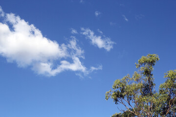 Obraz premium Eucalyptus tree against a blue sky with white clouds abstract background