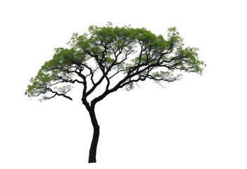 Obraz premium A solitary tree stands against a pure white backdrop, branches reaching skyward, peaceful, picture
