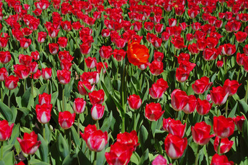 Brilliant red tulips contrasting with the green of stems on a bright sunny spring day at the Ottawa Tulip Festival,Commissioners Park in Ottawa,Ontario,Canada
