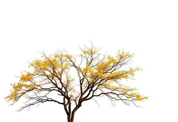 Obraz premium Lone deciduous tree, branches reaching skyward, stark white backdrop, design, landscape