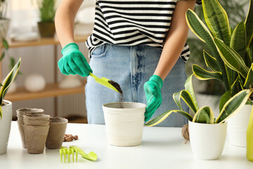 Woman putting soil into pot for Sansevieria plant at home, closeup