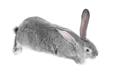 Fluffy grey rabbit on white background. Cute pet