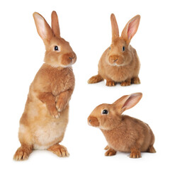Obraz premium Cute fluffy bunny on white background, collage