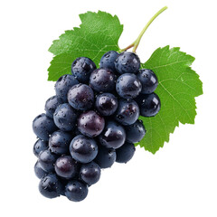 Fototapeta premium Fresh black grapes with dew on green leaves