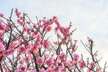 ピンク色の梅の花　神戸市東灘区の公園で撮影
