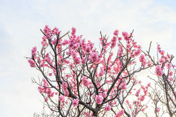 ピンク色の梅の花　神戸市東灘区の公園で撮影