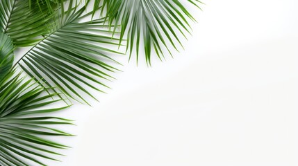 Fototapeta premium Tropical palm leaves on white background. Flat lay, top view
