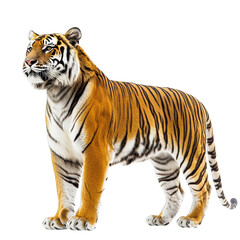 Obraz premium tiger isolated on white background