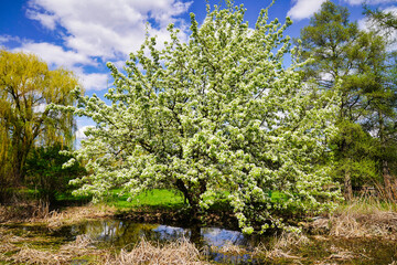 Spring scene - A small pond with Pear tree laden with white flowers and a bright spring day at the Dominion Arboretum Gardens in Ottawa,Ontario,Canada