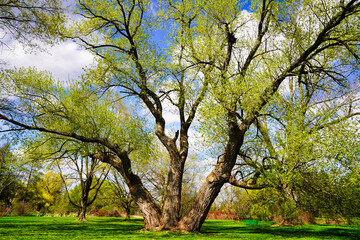 Magnificent mature Willow Tree with three trunks and young leaves in lush green grass in early May spring time at the Dominion Arboretum gardens in Ottawa,Ontario,Canada