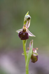 An endemic orchid, Ophrys exaltata morisii in flower, Sardinia, Italy. Lago di Baratz, Sassari, Sardegna. Italia.