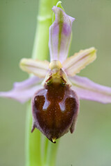 An endemic orchid, Ophrys exaltata morisii in flower, Sardinia, Italy. Lago di Baratz, Sassari, Sardegna. Italia.