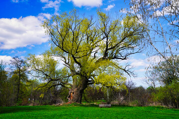 Obraz premium Beautiful mature willow tree in early May spring time at the Dominion Arboretum gardens in Ottawa,Ontario,Canada