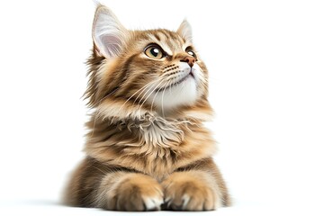 Curious Kitten for White Background.